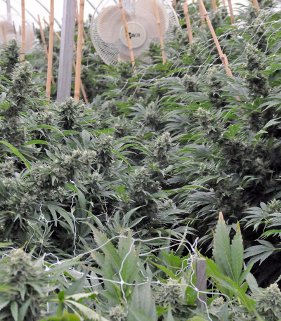 Sour Diesel #2 fem (Humboldt Seeds) семена конопли