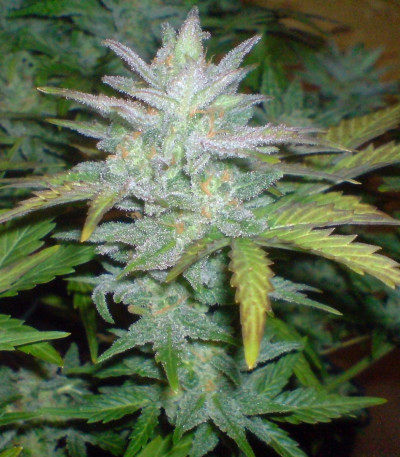 Buddha White Dwarf auto fem семена конопли