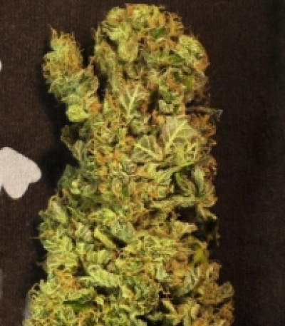 Royal Kush Automatic fem семена конопли