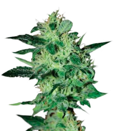 Super Critical fem (Green House Seeds) семена конопли