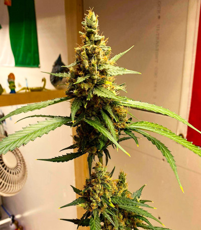 Brain Stroke Auto fem (High Speed ​​Buds) семена конопли