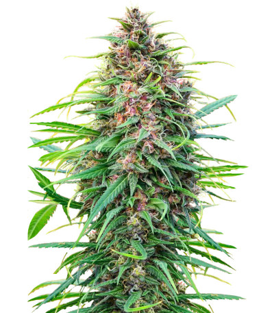 Fast N' Glorious reg семена конопли