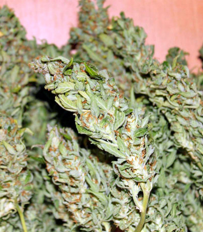 Gnomo Auto fem (Kannabia Seed Company) семена конопли