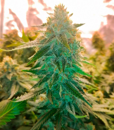 Leisure Zoot Larry fem (Dr. Krippling Seeds) семена конопли