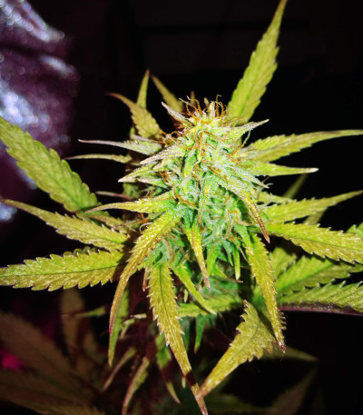 Lemon AK Auto fem (FastBuds) семена конопли