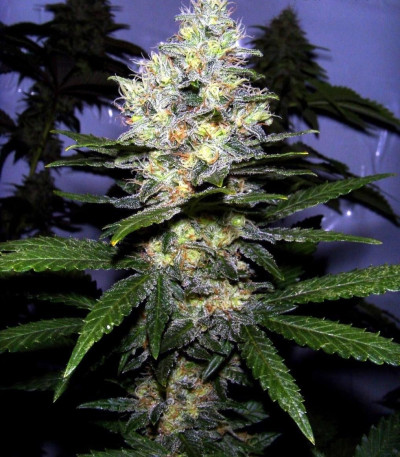 Passion #1 reg семена конопли