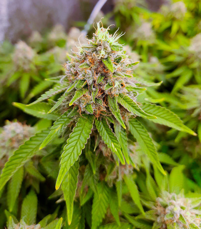 Семена конопли сорта Skunk Amsterdam