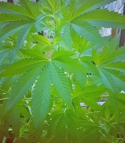 White Widow fem (Vision Seeds) семена конопли