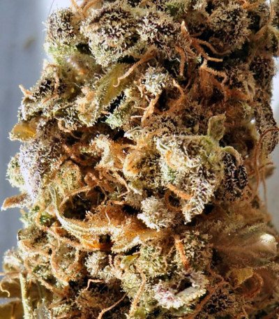 Семена конопли Cream Caramel (Sweet Seeds)