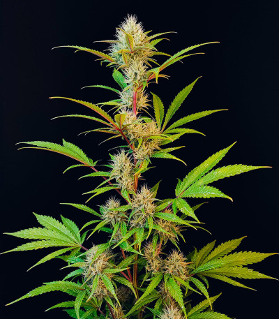 Guava Auto fem (FastBuds Seeds) семена конопли