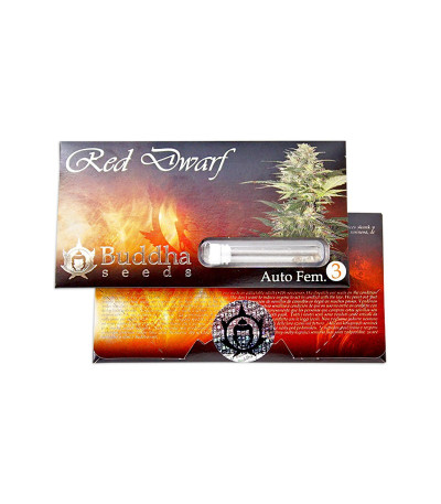 Red Dwarf auto fem семена конопли