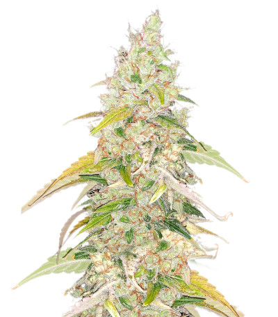 Original Jack Herer Auto fem (FastBuds) семена конопли