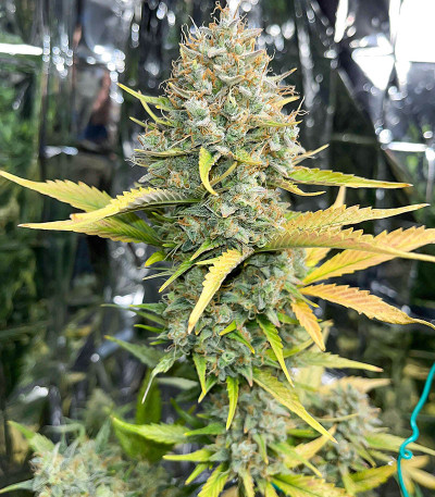 Dozy Sith fem (AlphaFem Seeds) семена конопли