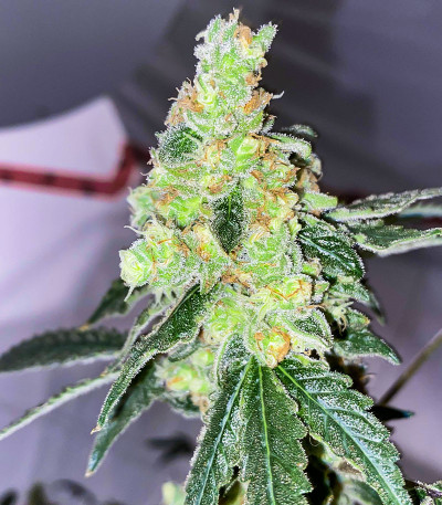 Lemon OG fem (AlphaFem Seeds) семена конопли