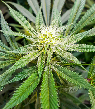 Kush Mintz fem (Barney's Farm) семена конопли