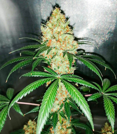 Red Diesel fem (Barney's Farm) семена конопли