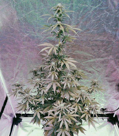 Auto Daiquiri Lime fem (Dutch Passion) семена конопли