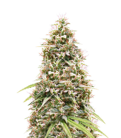 CBD Compassion fem (Dutch Passion) семена каннабиса