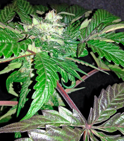 Caramel Kush fem (00 Seeds) семена конопли