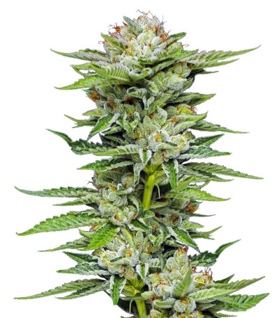 Durban Poison Auto fem (Humboldt Seed Company) семена конопли