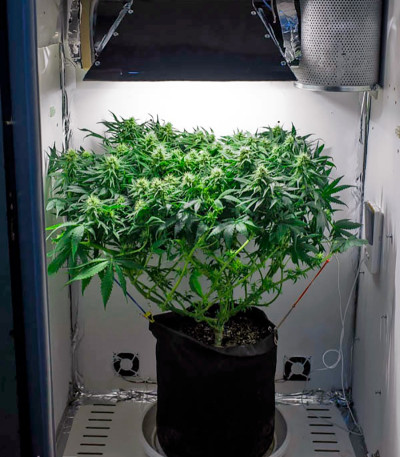 Сорт каннабиса Freddy's Best 