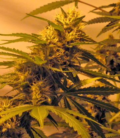 Grape Ape fem (Barney's Farm) семена конопли