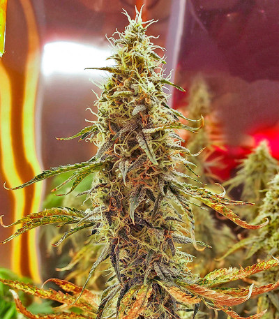 Northern Lights Auto fem (Herbies Seeds) семена конопли