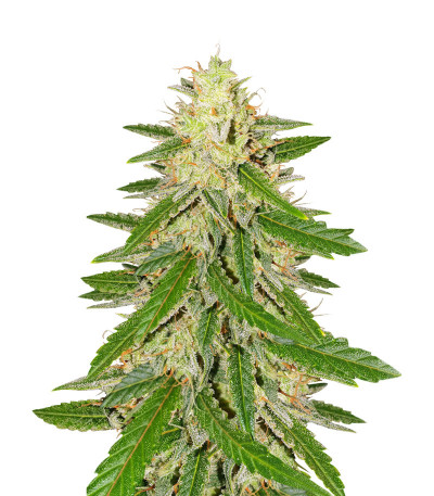 Runtz XL Auto (Sweet Seeds) семена конопли