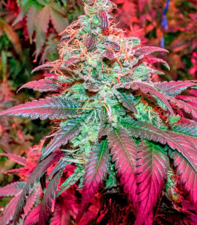 Sweet Tooth #1 fem (Barney's Farm) семена конопли
