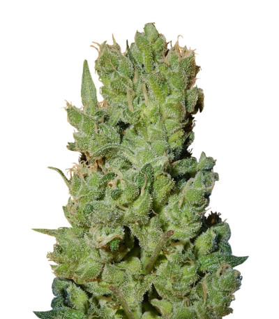 West Coast O.G. Auto fem (FastBuds) семена конопли