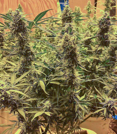 Gorilla Glue #4 Fast Version fem (Easy Grow Seeds) семена конопли
