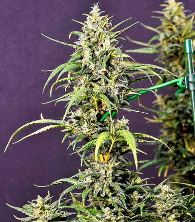 Gorilla Punch Auto fem (FastBuds) семена конопли