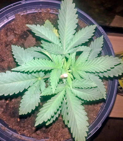 Ketama fem (World of Seeds) семена конопли