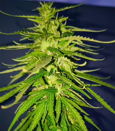 Lemon Cake Auto fem (High Speed ​​Buds) семена конопли