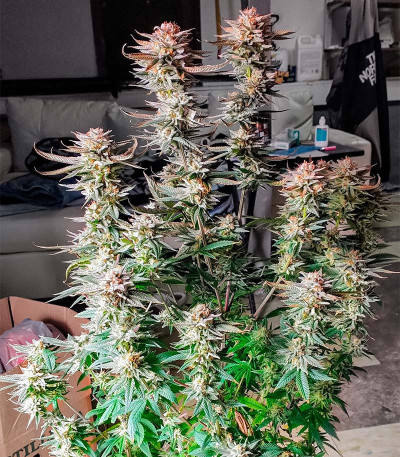 Purple Punch (00 Seeds) семена конопли