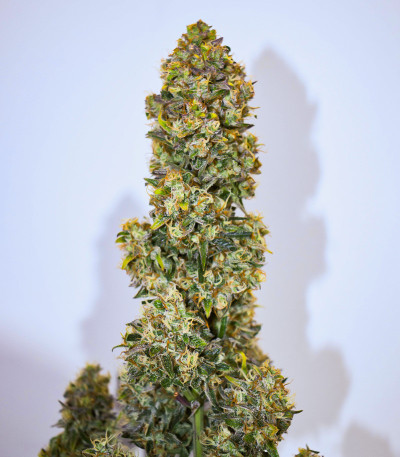 Strawberry Gorilla Auto fem (FastBuds) семена конопли