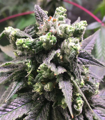 Canadian Kush 2.0 fem семена конопли