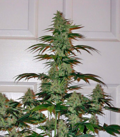 BCN Diesel Max Auto fem семена конопли