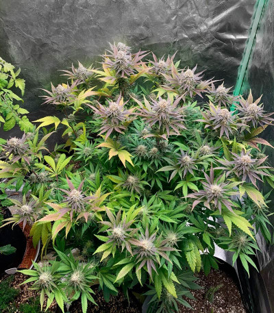 Cookies Purple Punch fem (Medical Seeds) семена конопли