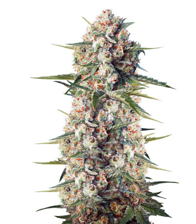 Семена марихуаны Crystal Candy F1 Fast Version от Sweet Seeds