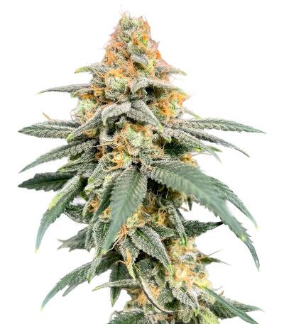 Garlic Cookies fem семена конопли