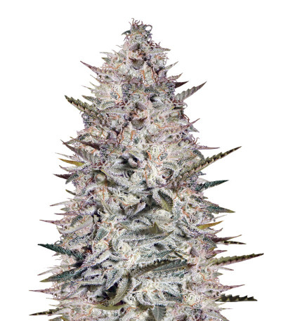 Купить семена каннабиса Holy Punch шишки