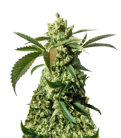 Купить семена конопли Laughing Buddha шишки