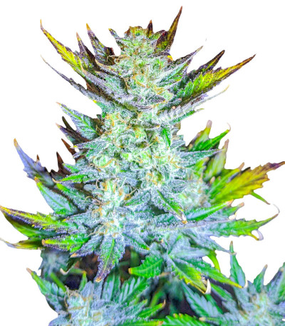 Moscow Blueberry (Kalashnikov Seeds) семена конопли