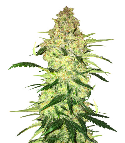 Ninja Zkittles fem семена конопли