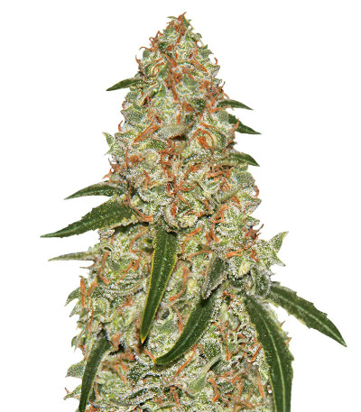 Сорт Phantom OG