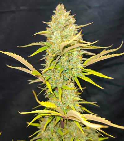 Pound Cake Auto fem (FastBuds) семена конопли