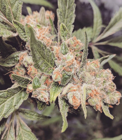 Bubblicious fem (Resin Seeds) семена конопли