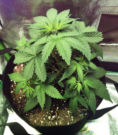 Auto Do-Si-Dos Cookies fem (00 Seeds) семена конопли