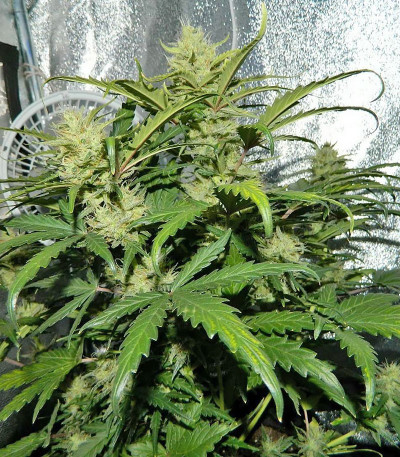 CBD Auto 1:1 auto fem (FastBuds Seeds) семена конопли